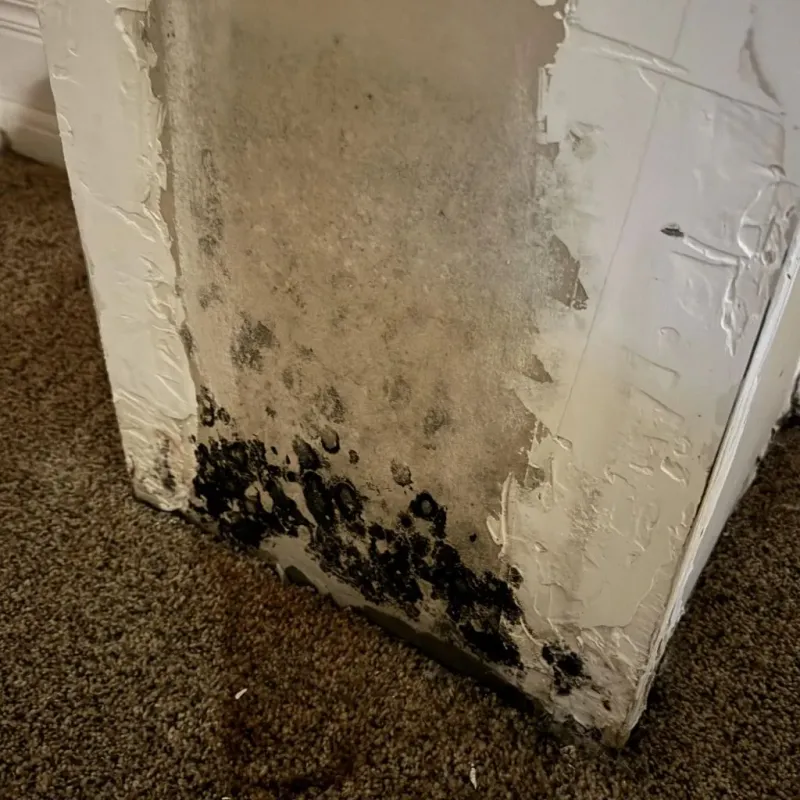 Professional Mold Removal in Shasta Lake, CA